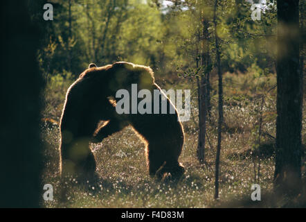 Bären kämpfen im Wald Stockfoto