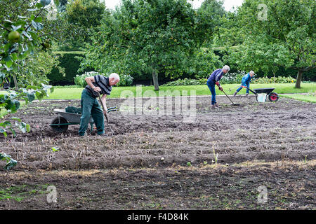 Drei Menschen graben Kartoffeln im September in Grappenhall Heys Walled Garden, Warrington Stockfoto