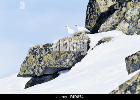 Tauben auf Felsen Stockfoto