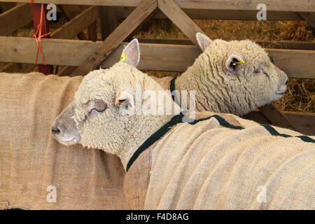 Zwei Southdown Schafen im Stift bei Agricultural Show Stockfoto