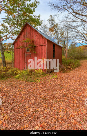 Eine alte rote Scheune in Woodstock, Vermont, umgeben von Laub. Stockfoto
