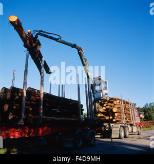 Mann füllt Holzscheite in LKW Stockfoto