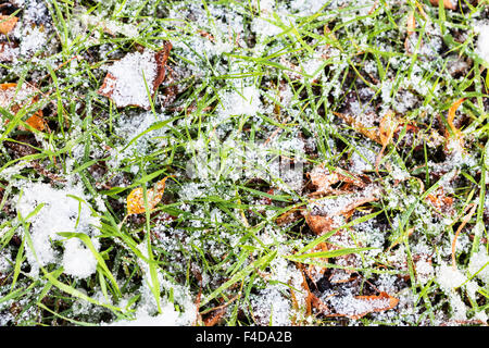 grünen Rasen auf Wiese unter dem ersten Schnee im Herbst Stockfoto