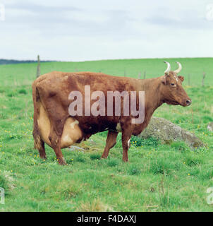 Kuh stehend auf dem Rasen Stockfoto