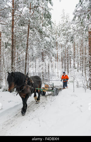 Pferd und Mensch arbeiten mit Forstwirtschaft, Schweden Stockfoto