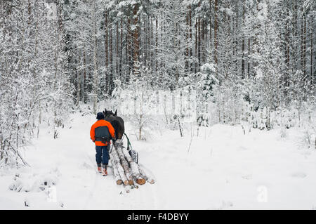 Pferd mit Forstwirtschaft, Schweden Stockfoto