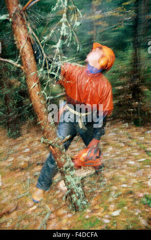 Holzfäller Bäume im Wald Stockfoto