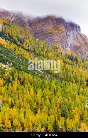 Lärchenwald (Larix decidua). Nadelwald in der Herbstsaison, in der Nähe von Passo Rolle. Die Trentiner Bergwelt. Italienische Alpen. Stockfoto