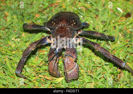 Coconut Crab (Birgus Latro) in Okinawa, Japan Stockfoto