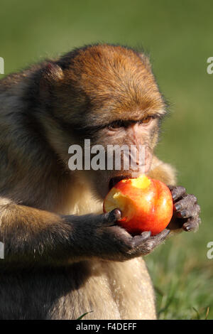 Barbary macaque macaca Sylvanus Obst essen Stockfoto