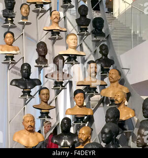 Eine Galerie von Büsten verschiedener Ethnien ist bei dem Musée de l ' Homme (Museum of Men) in Paris, Frankreich, 16. Oktober 2015 sehen. Nach sechs Jahren der Renovierung öffnet wieder das Museum am 17. Oktober 2015. Foto: Sabine Glaubitz/dpa Stockfoto