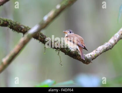 Brown-breasted Flycatcher (Muscicapa Muttui) Sinharaja Forest Reserve, Sri Lanka Stockfoto