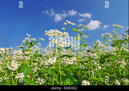 Weiße Buchweizen Blüte mit blauen Himmel im Hintergrund Stockfoto