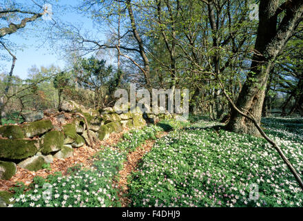 Holz-Anemonen in einem Wald. Stockfoto