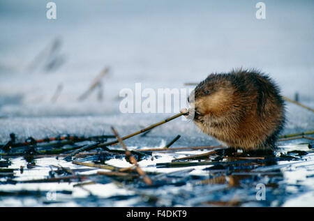 Bisamratte Essen stammen Stockfoto