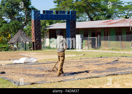 Liquica, Ost-Timor - 22. Juni 2012: Unbekannter Mann, Trocknung und Sortierung Kaffee Beeren in Ost-Timor Stockfoto