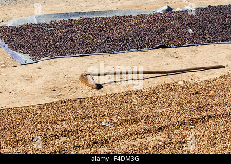 Rote Kaffee Beeren trocknen und fast fertig grüne Bohnen Stockfoto