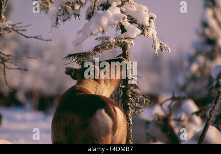 Rentiere stehen im Schnee, Nahaufnahme Stockfoto