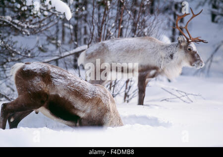 Rentier im Schnee Stockfoto