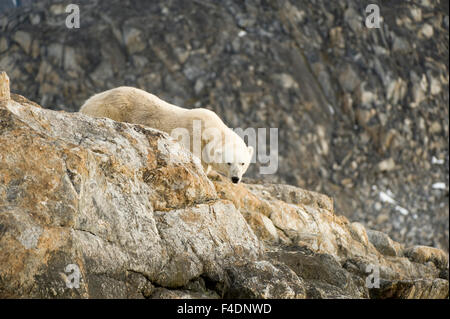 Norwegen, Spitzbergen, Fuglefjorden. Eisbär (Ursus Maritimus) Erwachsene entlang einer felsigen Küste auf der Suche nach Nahrung. Stockfoto