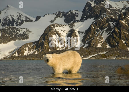 Norwegen, Spitzbergen, Fuglefjorden. Eisbär (Ursus Maritimus) Erwachsene entlang einer felsigen Küste auf der Suche nach Nahrung. Stockfoto