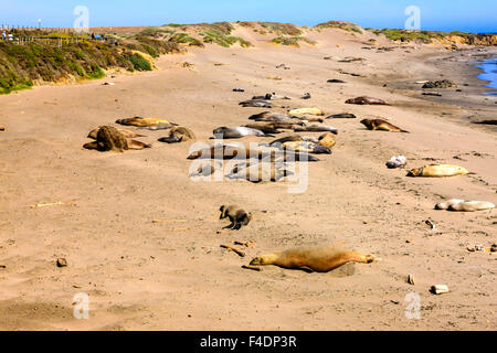 Piedras Blancas See-Elefant Rookery an der pazifischen Küste in der Nähe von San Simeon in Kalifornien Stockfoto