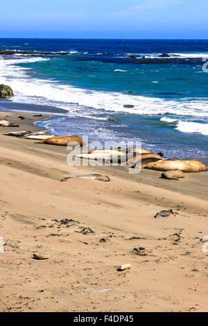 Piedras Blancas See-Elefant Rookery an der pazifischen Küste in der Nähe von San Simeon in Kalifornien Stockfoto