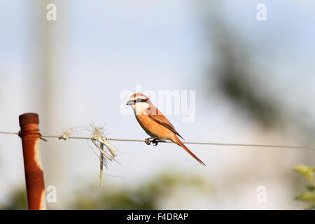 Braune Würger (Lanius Cristatus Superciliosus) in Japan Stockfoto