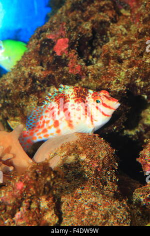 Zwerg-Hawkfish (Cirrhitichthys Falco) in Japan Stockfoto