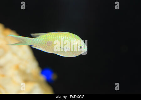 Blaue grüne Chromis (Chromis Viridis) in Japan Stockfoto