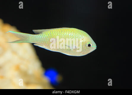 Blaue grüne Chromis (Chromis Viridis) in Japan Stockfoto