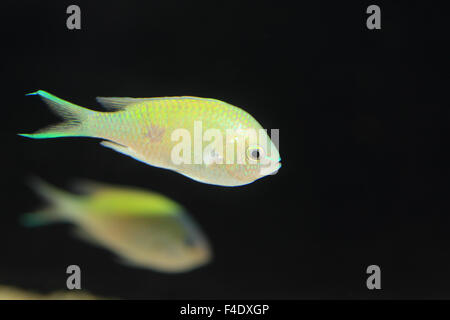 Blaue grüne Chromis (Chromis Viridis) in Japan Stockfoto