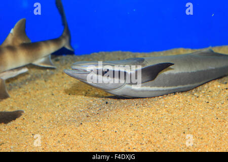 Sharksucker (Echeneis Naucrates) in Japan zu leben Stockfoto