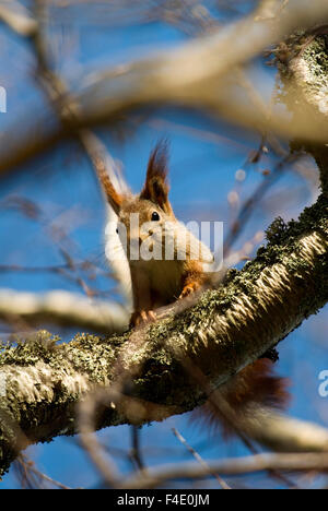 Ein Squarrel in einem Baum, Schweden. Stockfoto