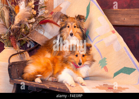 Shetland Sheepdogs auf eine den Buckboard (MR) Stockfoto