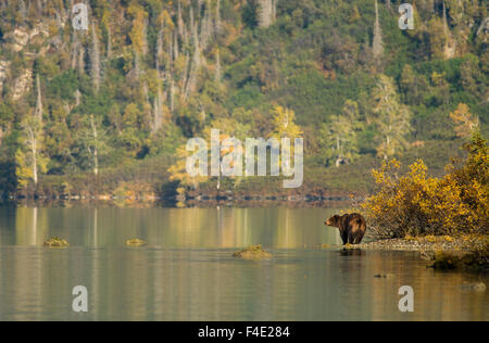 Grizzlybär am Ufer des Crescent Lake im Lake Clark National Park, Alaska, USA Stockfoto