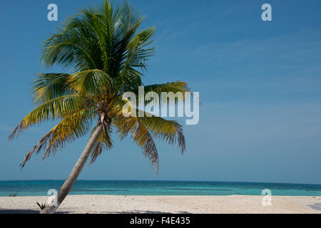 Belize. Goff Caye, einer beliebten Barrier Reef Insel vor der Küste von Belize City. Palme und weißen Sandstrand (großformatige Größen erhältlich). Stockfoto