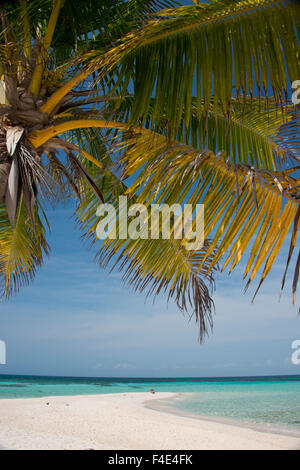 Belize, Karibik, Bezirk von Belize. Goff Caye, beliebte Barrier Reef Insel direkt an der Küste von Belize City. Palme und weißen Sandstrand. (Großformatige Größen erhältlich) Stockfoto