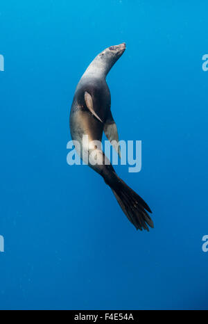 Chile, Diego Ramirez Insel, Unterwasser-Blick von Süden Seelöwe (Otaria Flavescens) Schwimmen im Drake Durchgang. Stockfoto