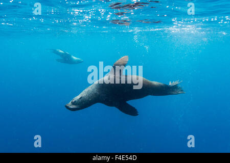 Chile, Diego Ramirez Insel, Unterwasser-Blick von Süden Seelöwe (Otaria Flavescens) Schwimmen im Drake Durchgang. Stockfoto