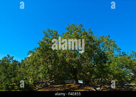 500-Jahr-alten Evergreen "Freundschaft Oak" (Querus Virginiana) auf dem Campus der University of Southern Mississippi, Long Beach Stockfoto