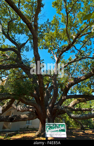 500-Jahr-alten evergreen "Freundschaft Oak" Querus Virginiana auf dem Campus der University of Southern Mississippi, Long Beach Stockfoto