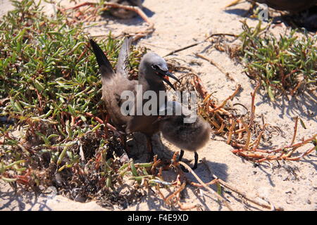 Gemeinsame oder braun Noddy (Anous Stolidus) in Australien Stockfoto