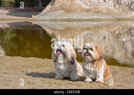 Zwei Shih-Tzus durch die Lagune (MR). Stockfoto