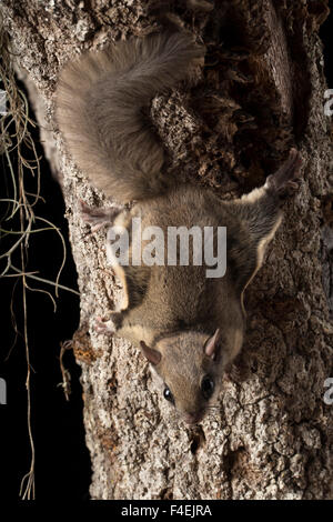 Südliche Gleithörnchen, Glaucomys Volans, kontrollierten Situation, Florida Stockfoto