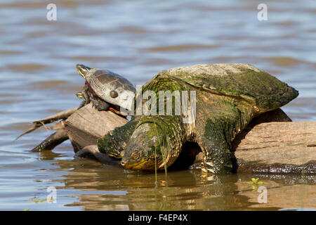 State Natural Area, Schildkröte (Chelydra Serpentina) auf Log in Feuchtgebieten, Marion Co., IL Stockfoto