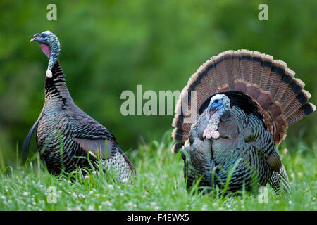 Östlichen wilde Truthähne (Meleagris Gallopavo) Gobblers im Feld, Holmes Co. MS Stockfoto