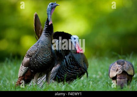 Östlichen wilde Truthähne (Meleagris Gallopavo) Gobbler stolzieren in der Nähe von Henne im Feld, Holmes, Mississippi, Vereinigte Staaten. Stockfoto