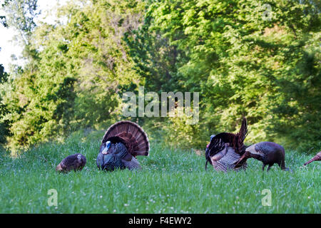 Östlichen wilde Truthähne (Meleagris Gallopavo) im Feld, Holmes, Mississippi, Vereinigte Staaten. Stockfoto