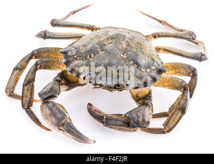 Carcinus Maenas-essbare lebendig Krabbe isoliert auf einem weißen Hintergrund. Stockfoto